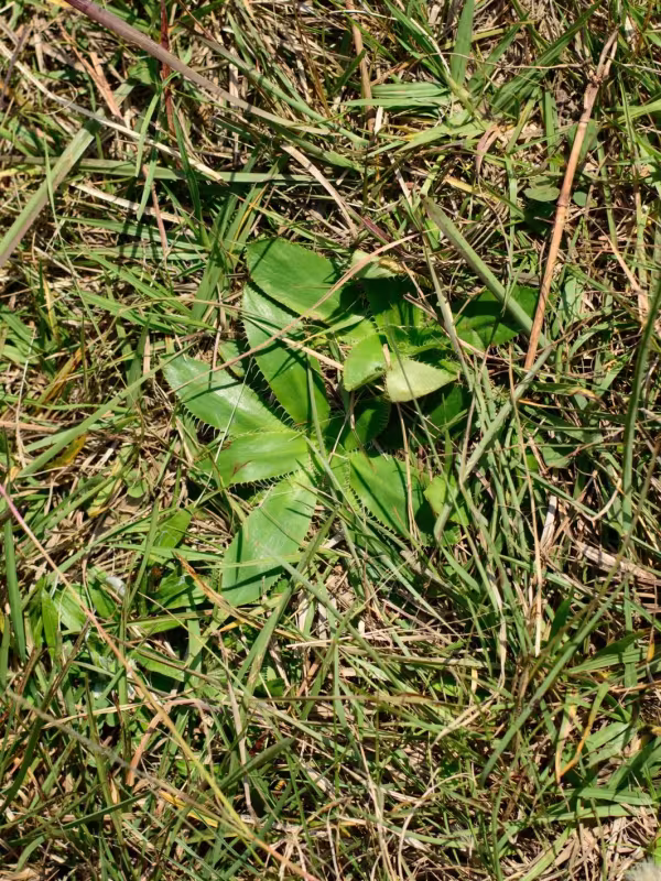 Ciliated eryngo