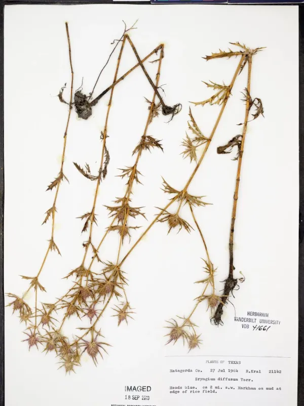 Eryngium diffusum