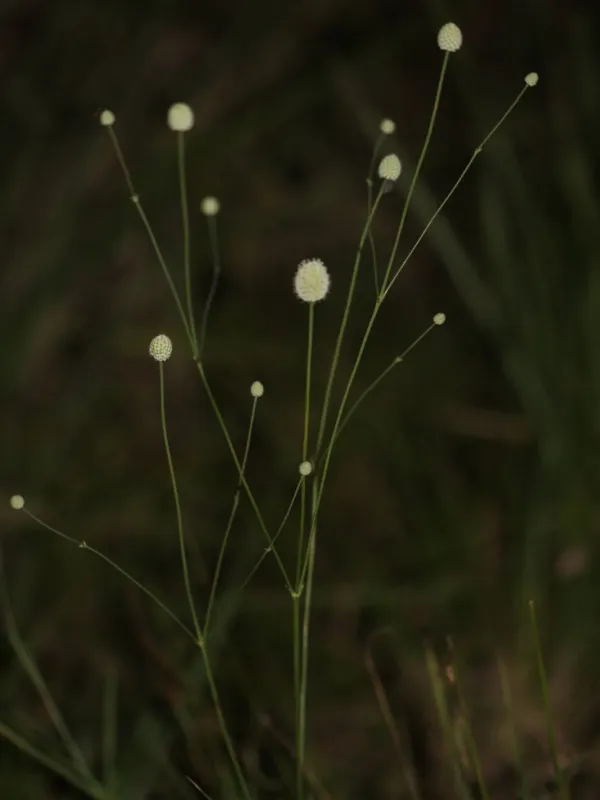 Eryngium luzulifolium