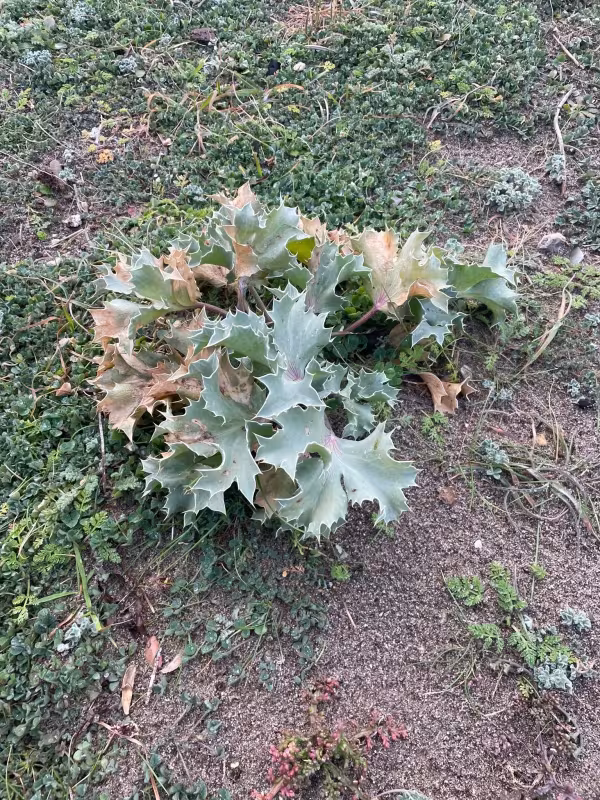 Sea holly