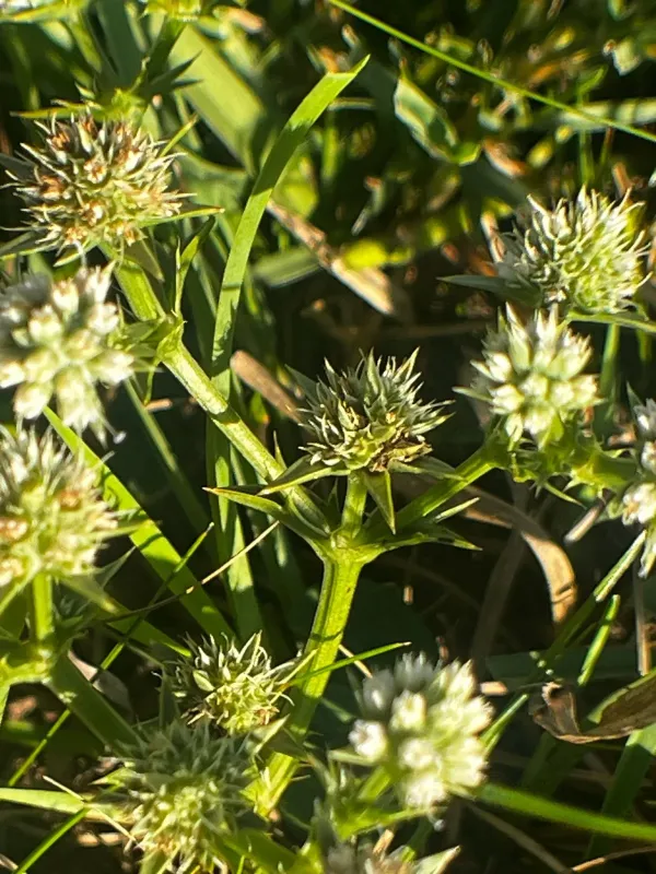 Eryngium nudicaule
