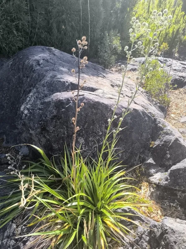 Eryngium paniculatum