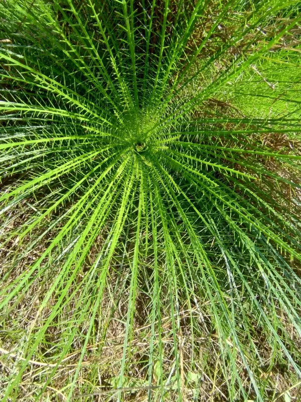 Eryngium pristis