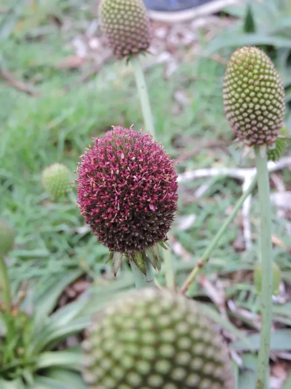 Eryngium sanguisorba