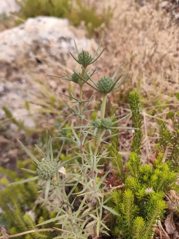 Eryngium tricuspidatum