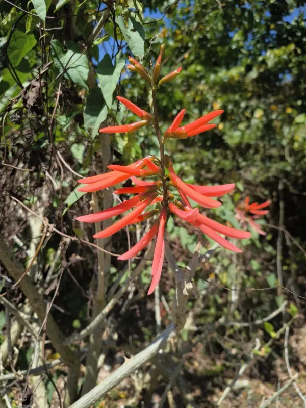 Erythrina berteroana
