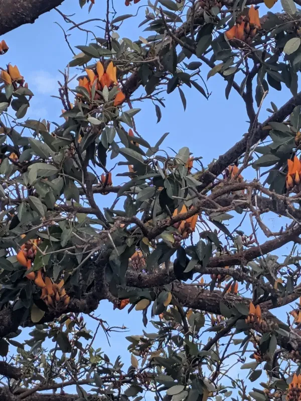 Erythrina fusca