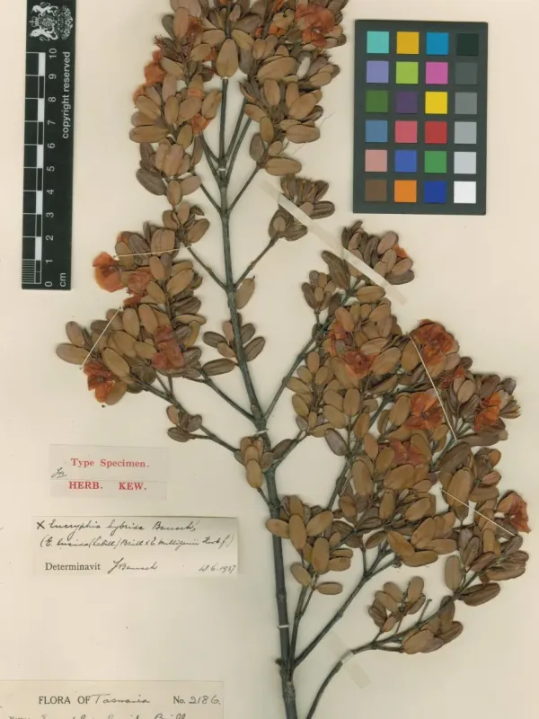 Eucryphia hybrid