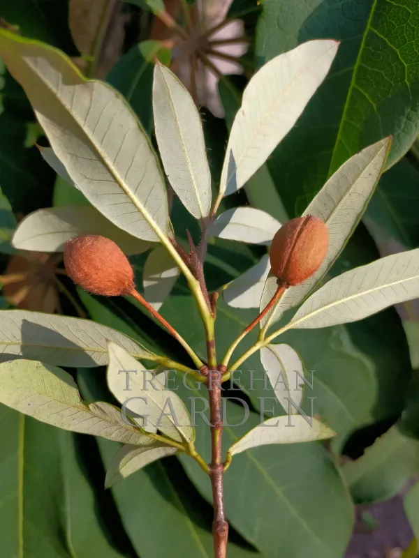 Eucryphia millegrani