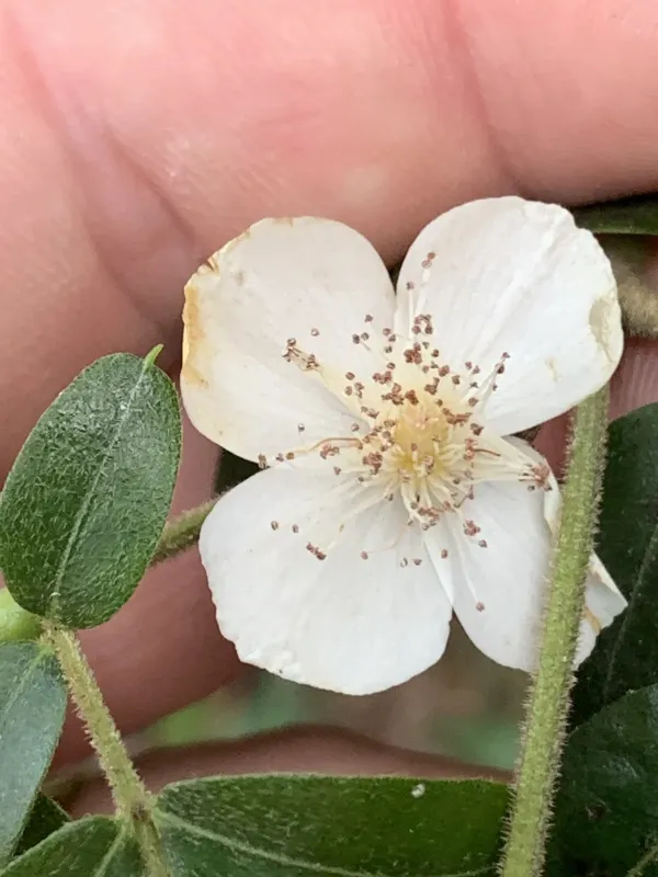 Eucryphia moorei