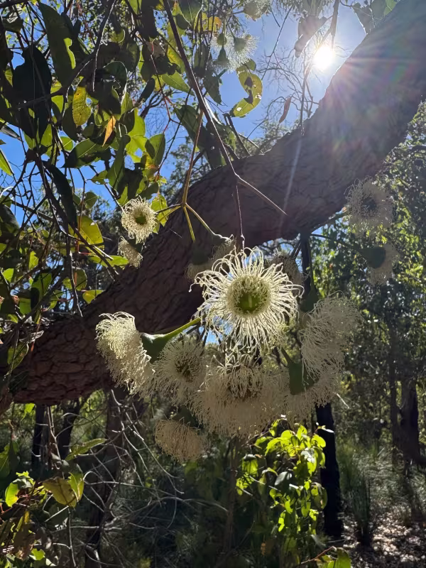 Corymbia calophylla