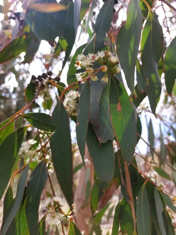 Eucalyptus dives