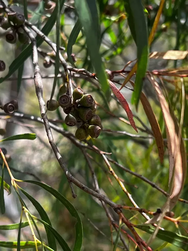 Eucalyptus pulchella