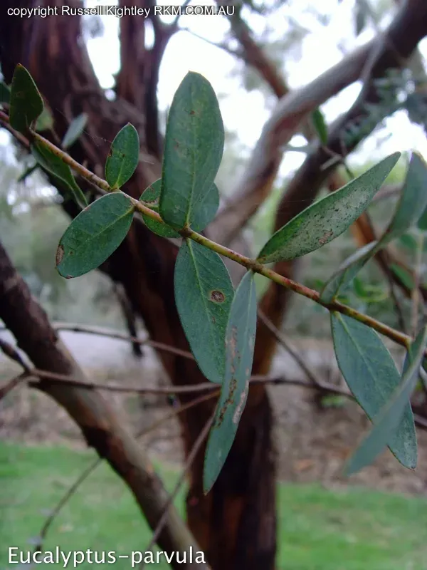 Small-leaved eucalyptus