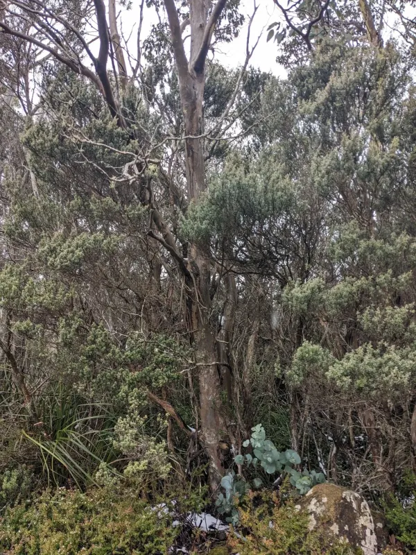 Urn-fruited eucalyptus