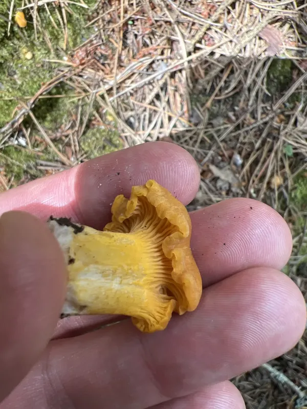 Golden chanterelle
