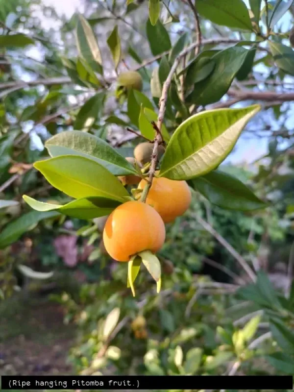 Eugenia luschnathiana