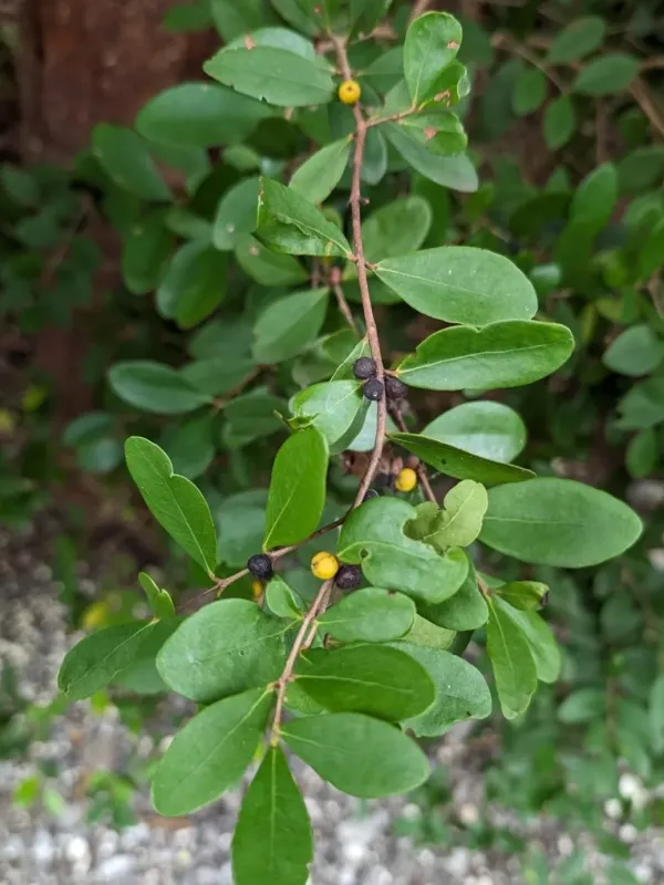Eugenia foetida