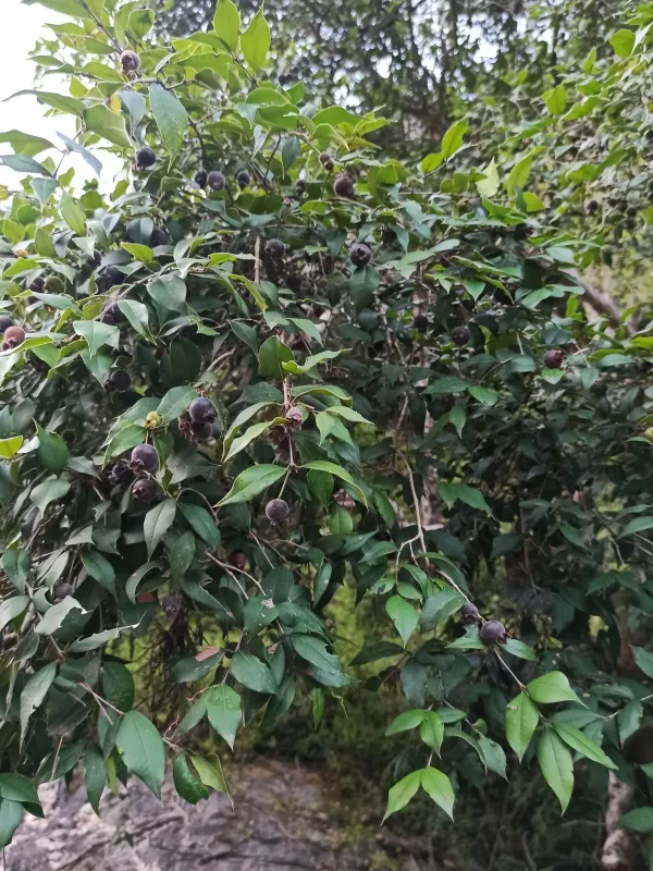 Myrcianthes pungens