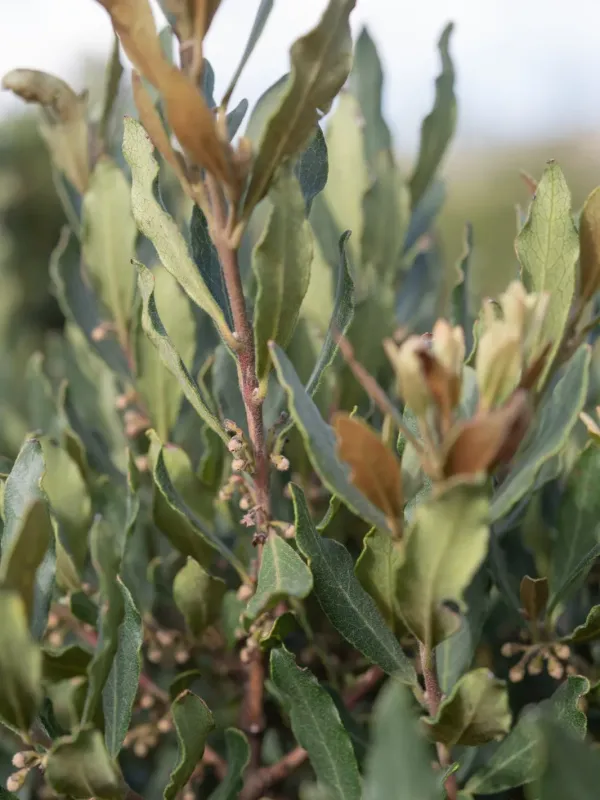 Euclea crispa