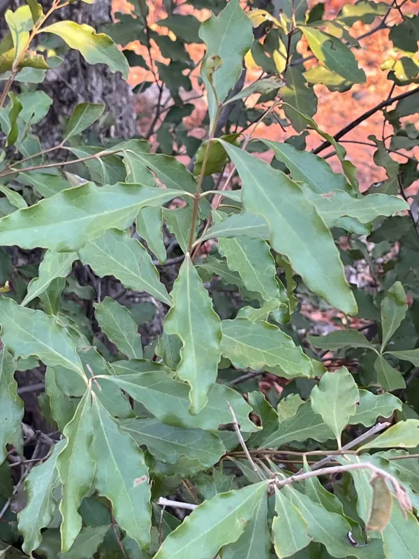 Euclea divinorum