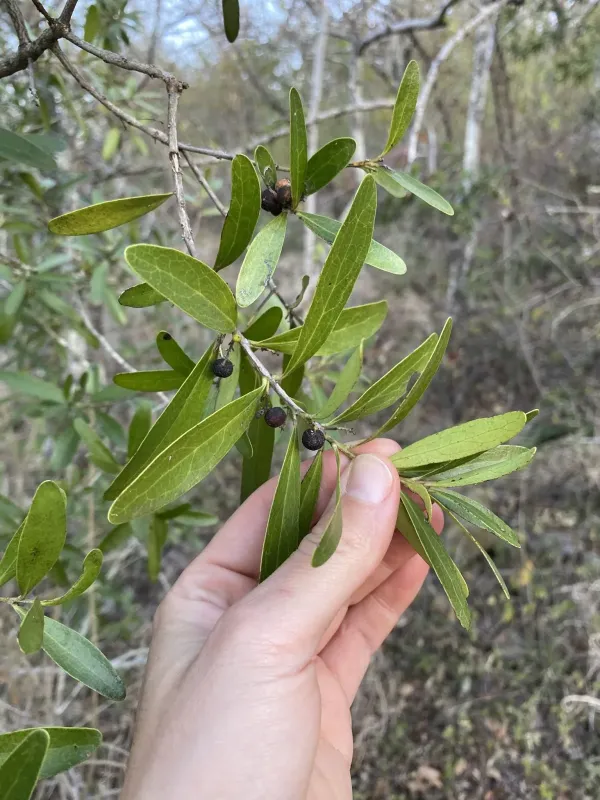 Euclea schimperi