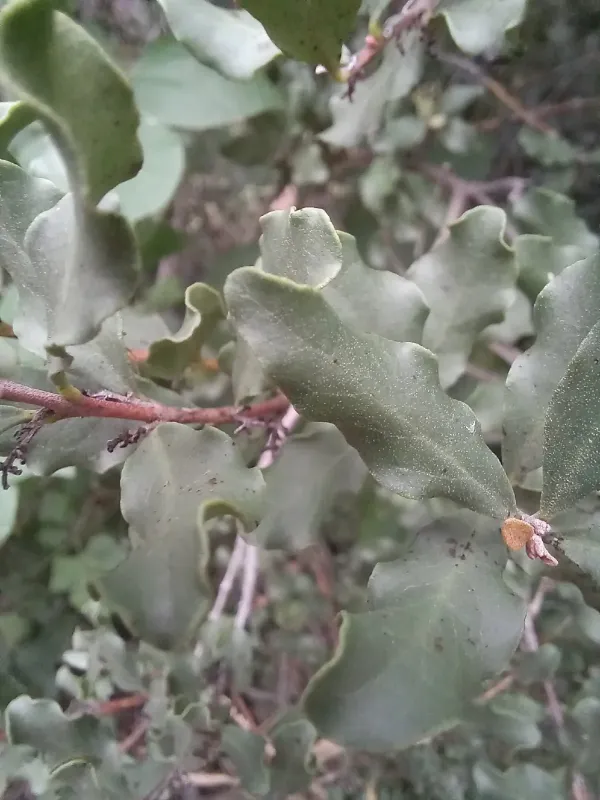 Euclea undulata