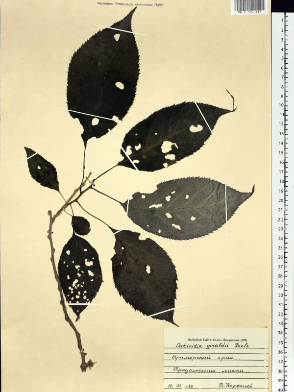 Actinidia giraldii