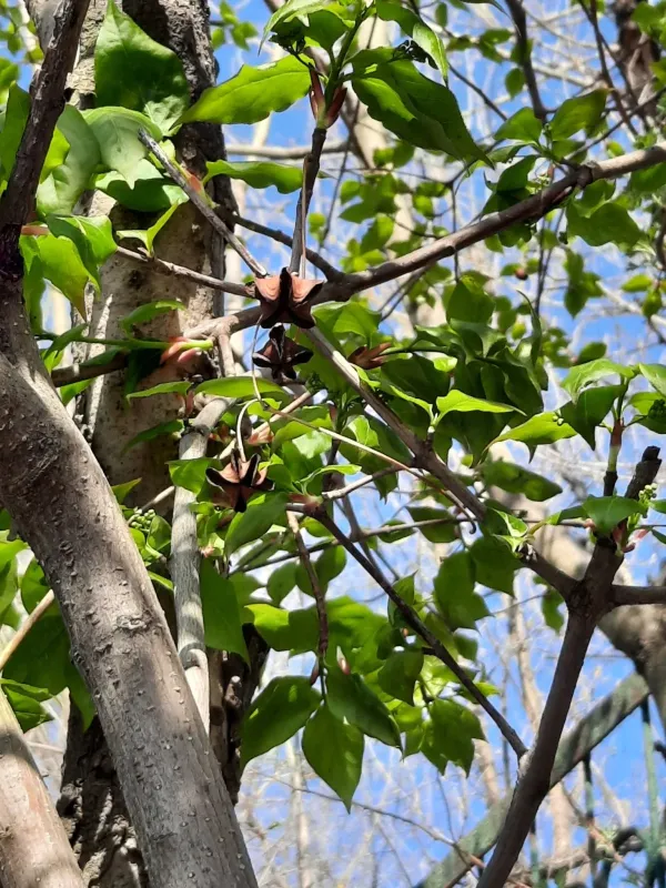 Sakhalin spindle