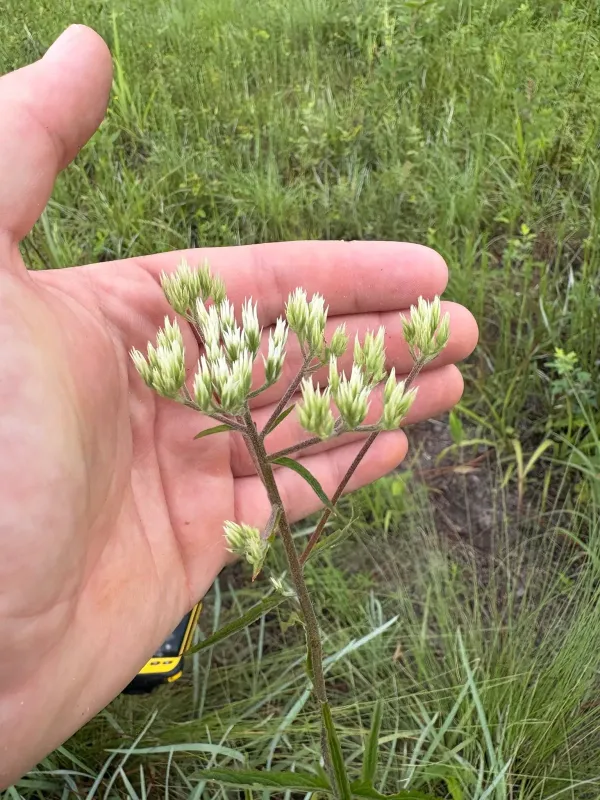 White thoroughwort