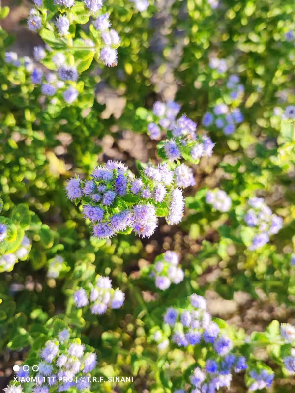 Пракселіс діффуза