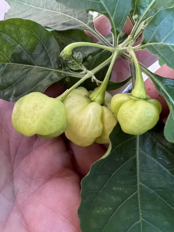 Scotch Bonnet pepper