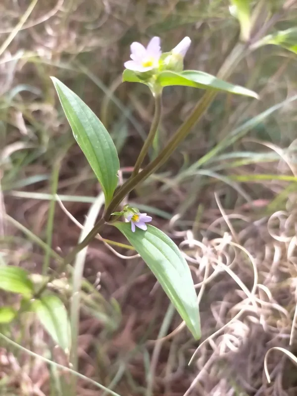 Exacum quinquenervium