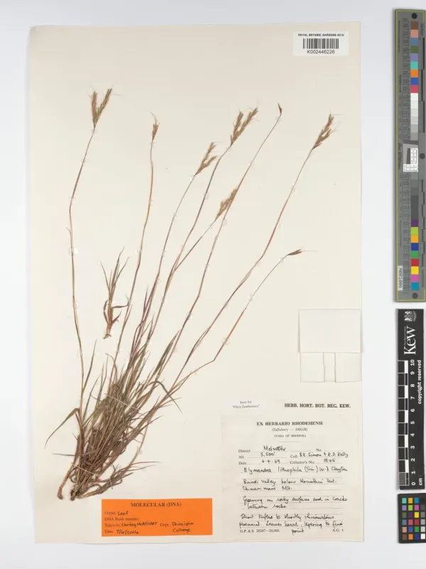 Elymandra lithophila