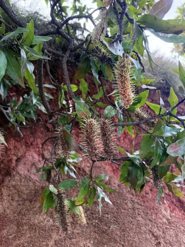 Faurea rochetiana