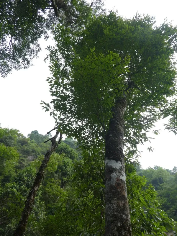 Long-petioled beech