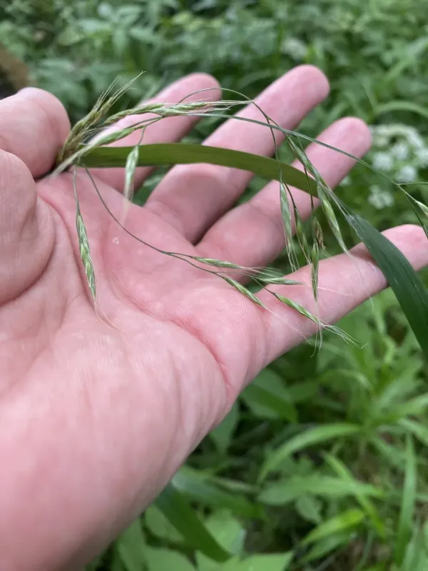 Giant fescue