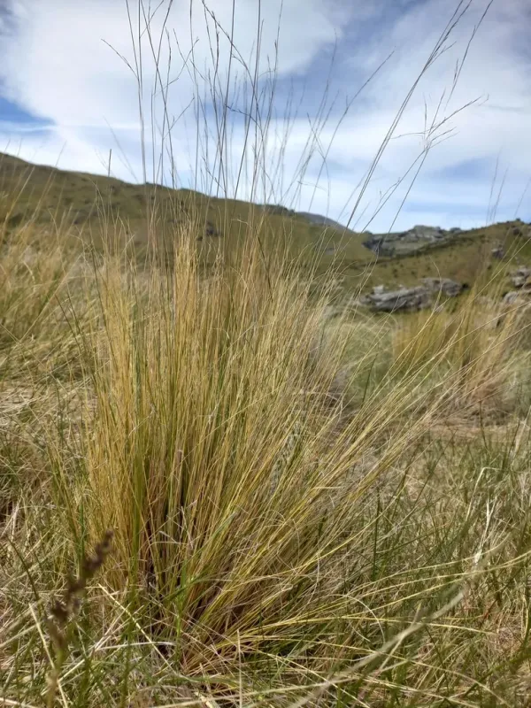 Matthews' fescue