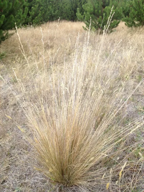 New Zealand fescue