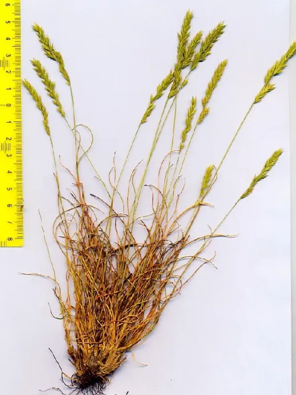 Occitan fescue