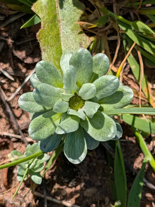 Filago pygmaea