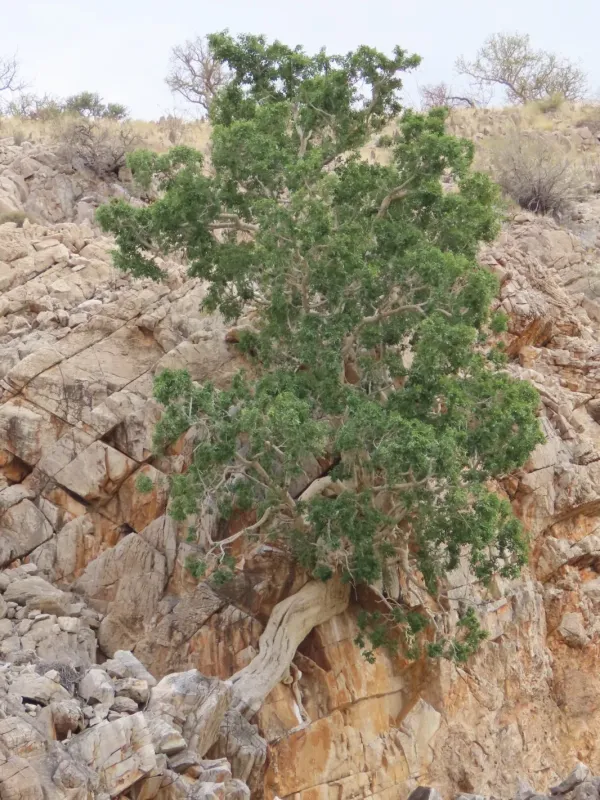 Ficus cordata