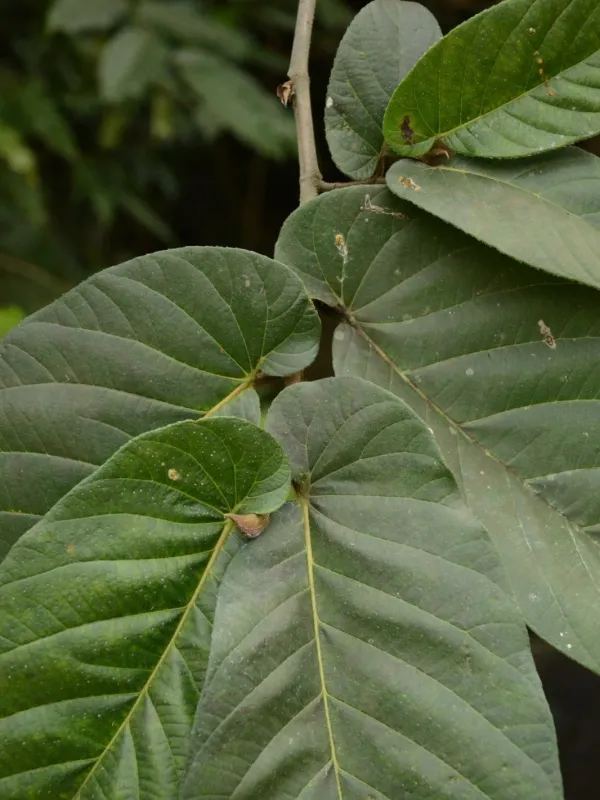 Ficus cunia