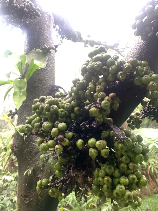 Ficus fistulosa