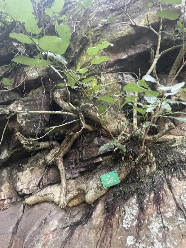 Ficus ingens