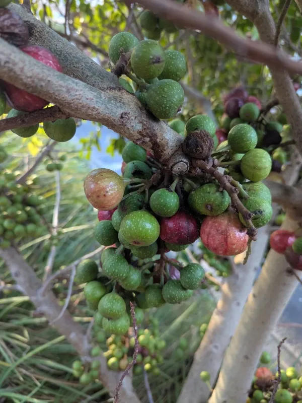 Ficus sur