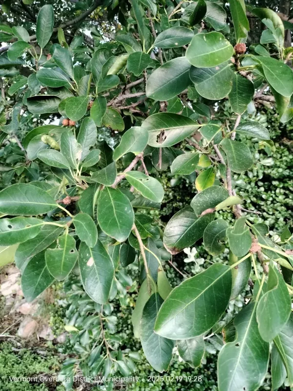 Thonning's fig