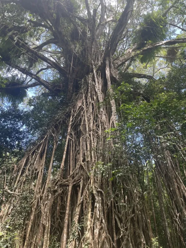 Ficus virens