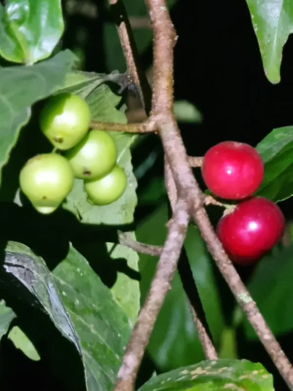 Flacourtia inermis
