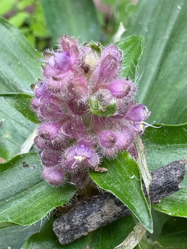 Floscopa scandens